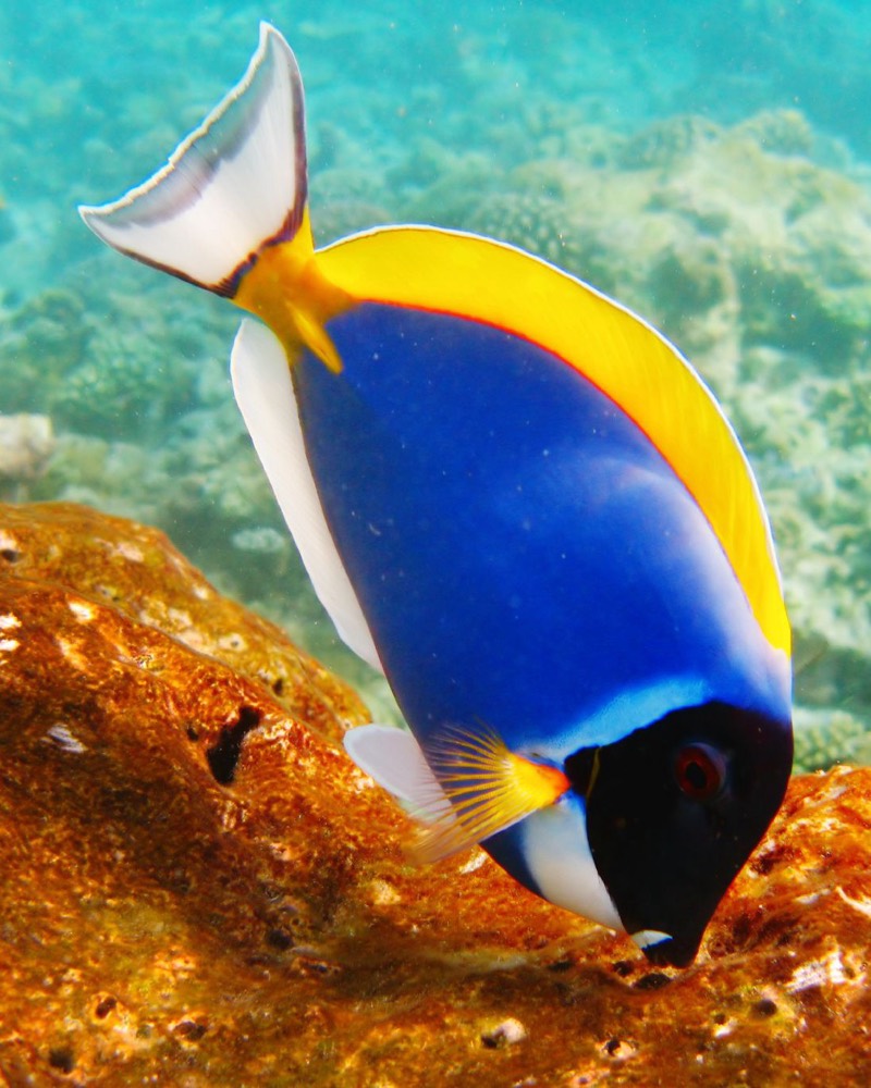 A powder blue tang feeding on orange coral