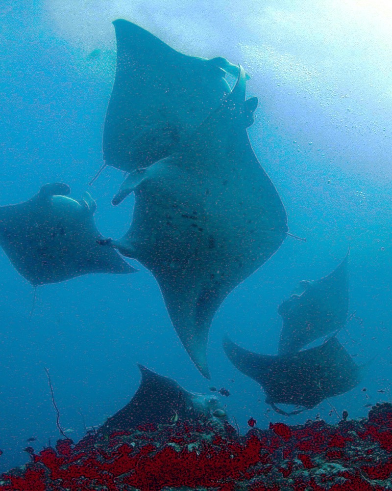 Manta rays gliding over a reef in the Maldives