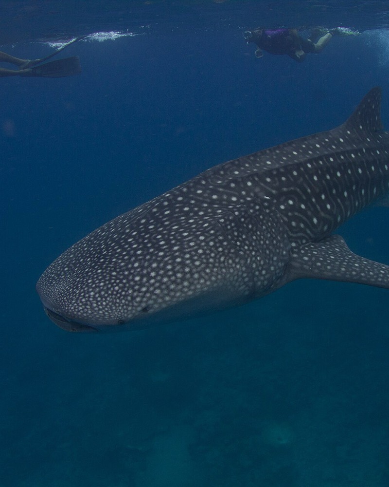 A whale shark swimming below snorkelers